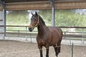 Werken Bij Compananny Paard Traineeship Paardencoaching Tijdens Het Young Talent Program Manouk Deelt Haar Ervaring